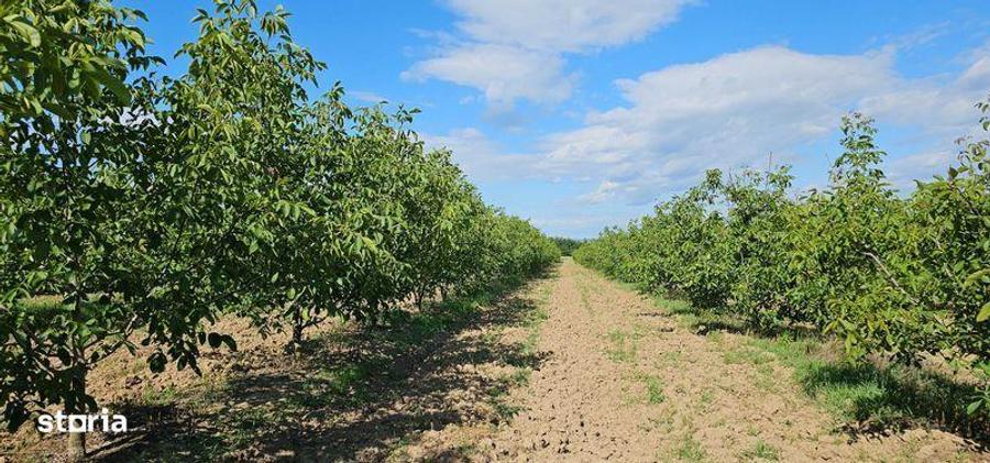 Vanzare plantatie/ferma de nuci, 2000 pomi, 14ha, Prahova - 5