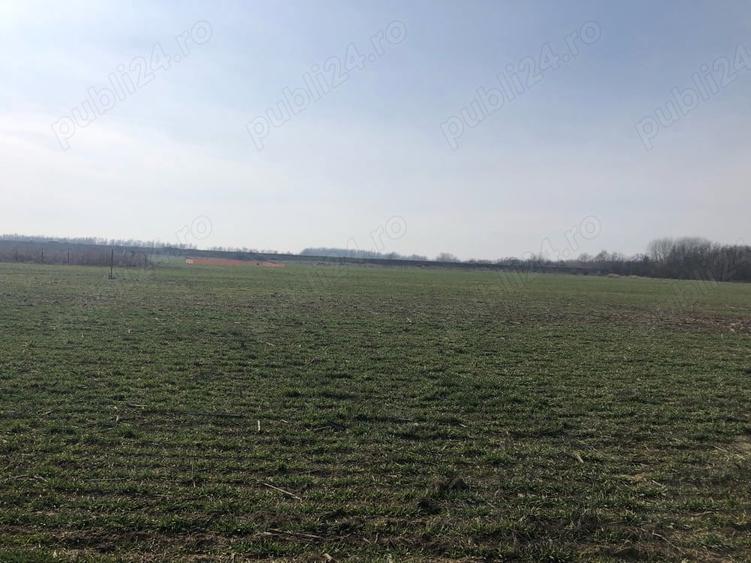 Teren intravilan Ordoreanu -Clinceni - 4