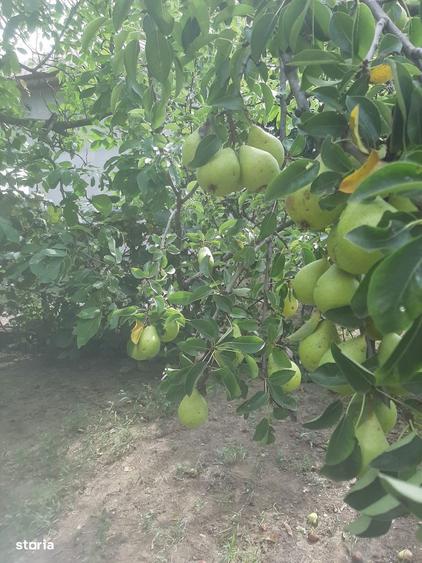 Casa 200mp + teren 2745mp la 30km Bucuresti - pre? ajustat vanzare - 4