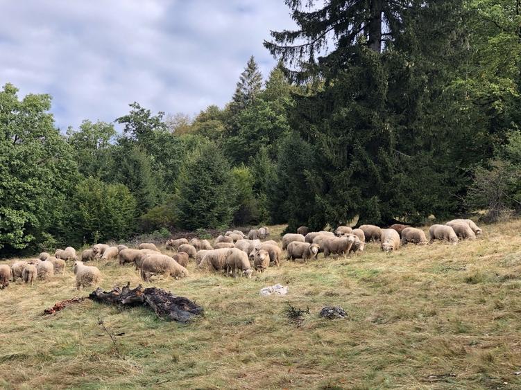 De vanzare  4900 mp teren extravilan Poiana Brasov - 2