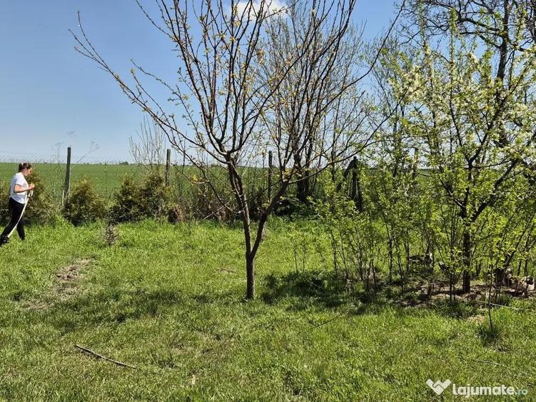 Teren 1000 mp, Oituz (Constan?a) - 7