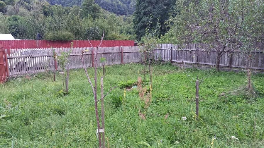Teren cu cabanuta Pascoaia Brezoi Valcea - 4