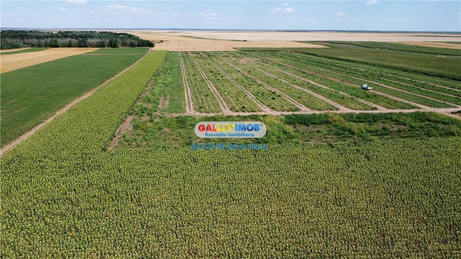 Teren agricol extravilan 2.6 ha - 26.000 mp - Valcelele, Buzau - 15