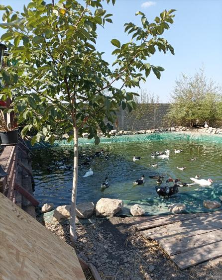 Casa Mizil, Prahova Sau schimb cu Pensiune Eforie - 18