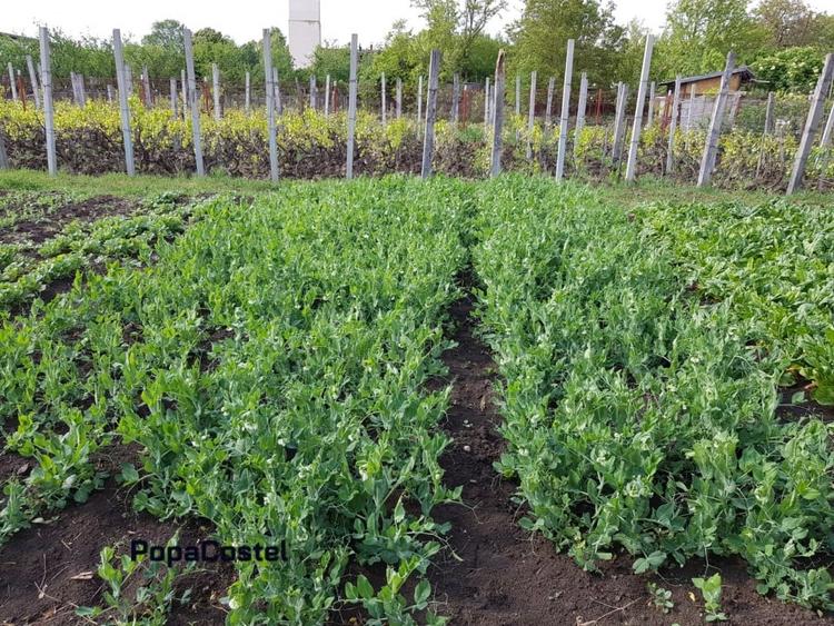 Petresti - Corbeanca 4648 mp intravilan desch. 33 m, utilitati, acces asfaltat - 11