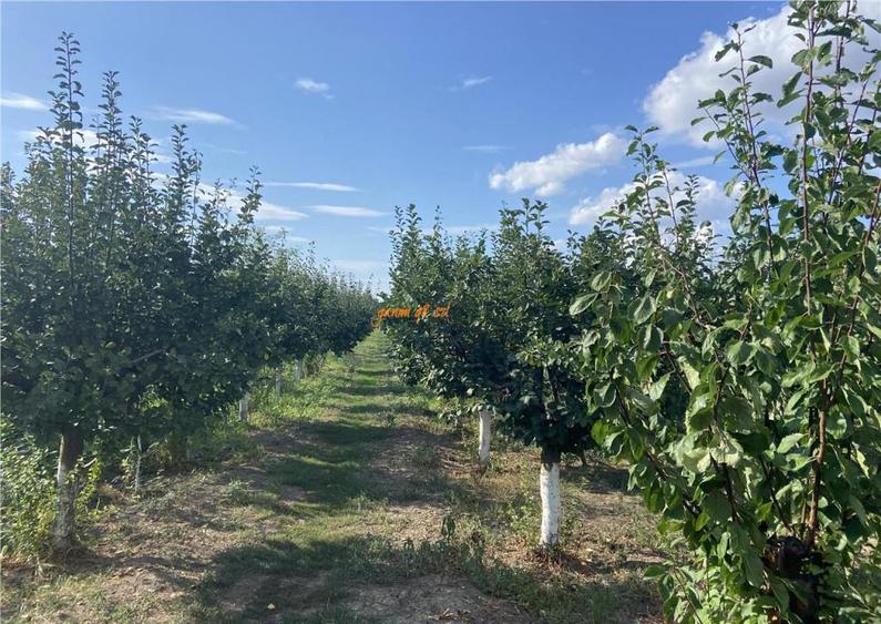 Casa cu teren intravilan in Suraia ,situata in zona centrala - 3