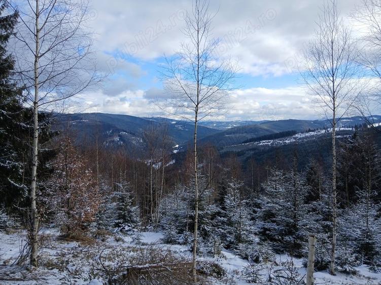 PF, Vand 1,5 ha teren zona Mestecanis, Suceava, Bucovina - 2