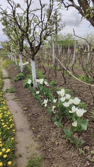 Ocazie! Seini, casa cu 14.39 ari cu livada, total 16.5 ari - 6