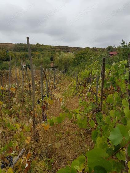 vind casa in Bals jud.Olt - 4