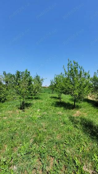 Vand proprietate in Miersig, jud.Bihor, la aproximativ 20 km de Oradea. - 7