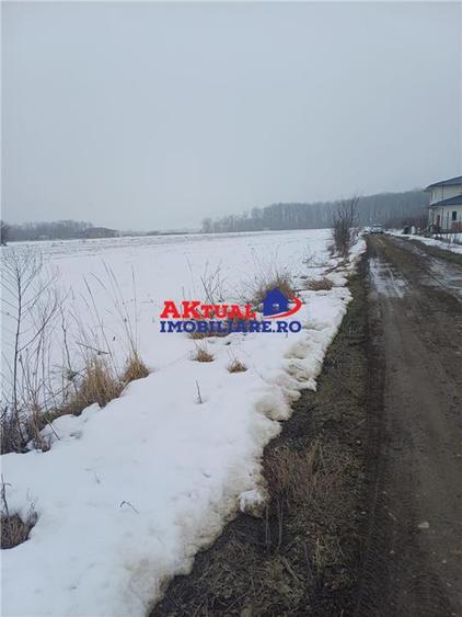 Vanzare Teren-8100mp-Domnesti -Teghes - 6
