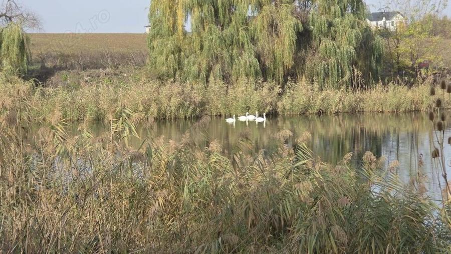 Teren 17850 mp-33 metri deschidere spre lac Balotesti(Corbeanca) - 1