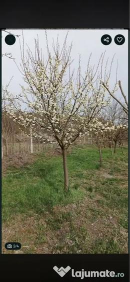 Teren de 2100 mp, în Gârbova