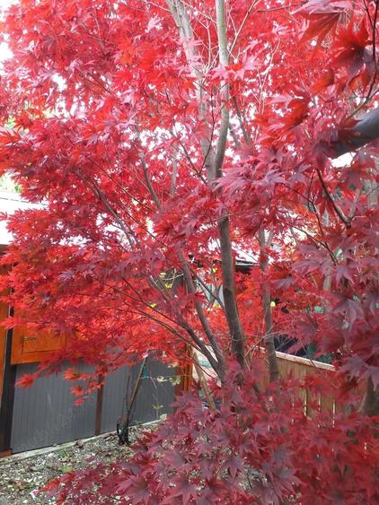 Imobil central Moieciu de jos,Brasov.La vanzare si schimb imobiliar,inclusiv cu dezvoltatori imobil. - 1