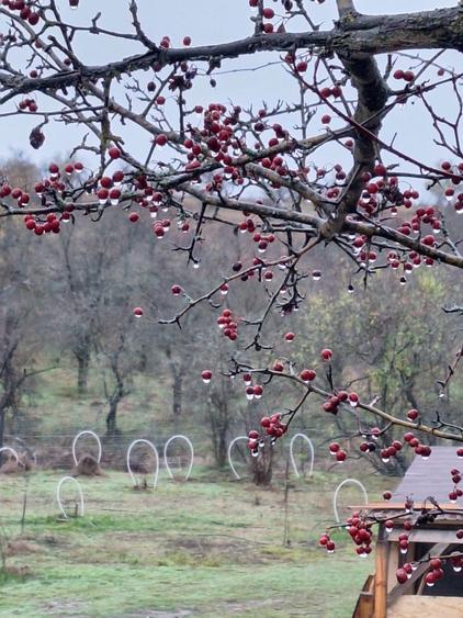 Proprietar vand lot 500mp teren extravilan Prahova - 5