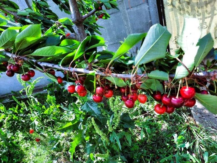 Cumpana | Spațiu și curte generoasă! | Casa familiei tale! - 1