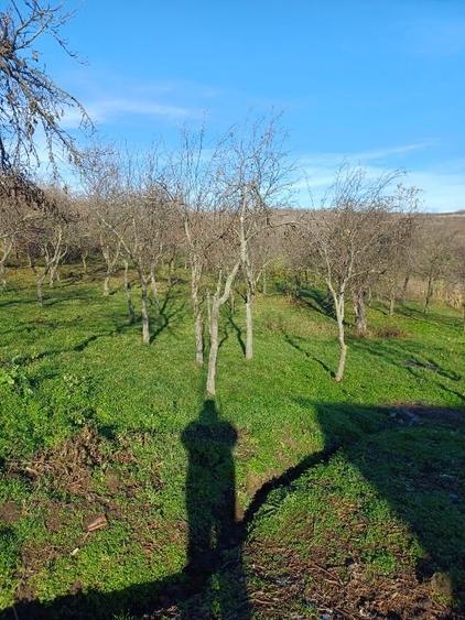 Vând casă +teren 19200m - 6