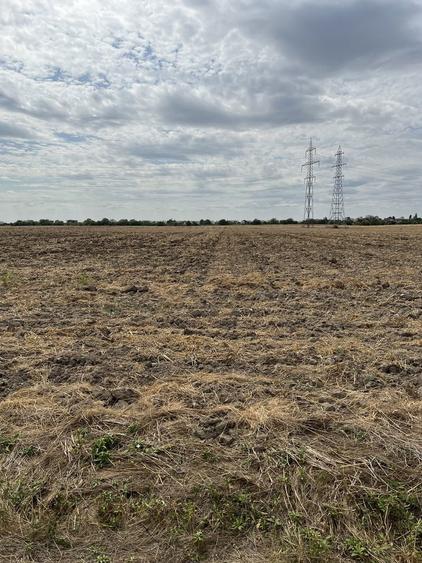 Teren Caciulati Moara Vlasiei 4900 mp 4 mp - 5