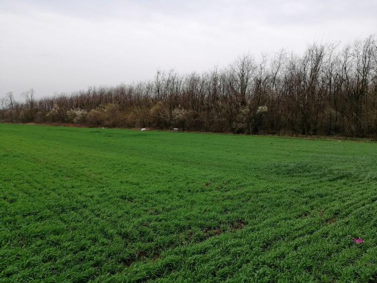 Teren extravilan localitatea Afumati - 2