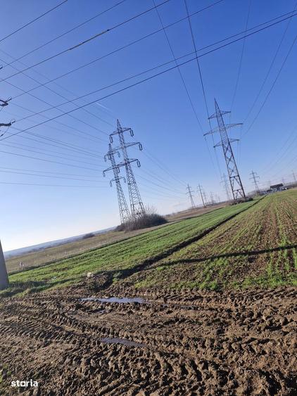 Teren de vanzare 5000 mp, Dumbrava ,DB - 2