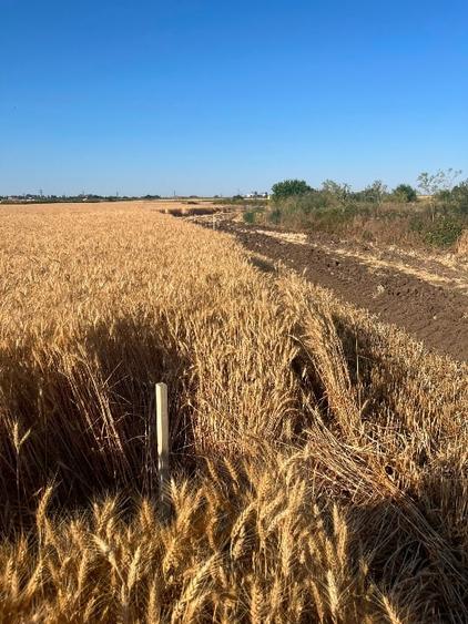 Teren Strada Tisei - Isaran Green ( Aurel Vlaicu ) - 4