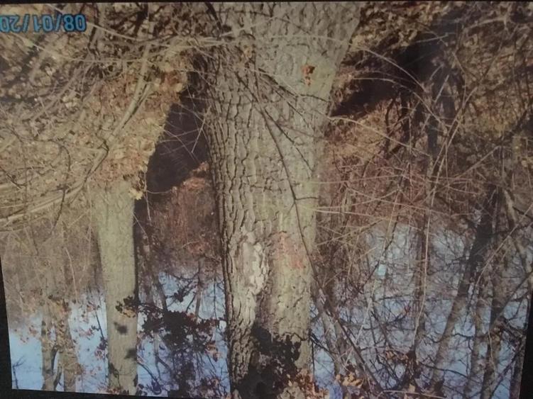 Teren forestier fag stejar - 2