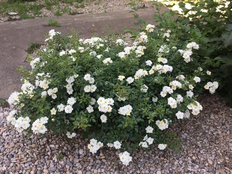 Vanzare Vila Clinceni- Monumentul Eroilor - 4