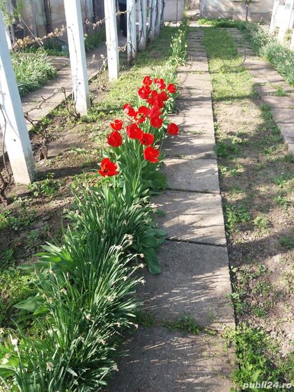 Vand casa com.Vadastra jud. Olt - 2