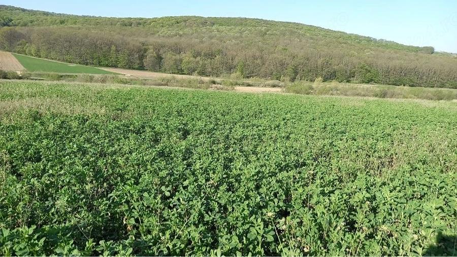 Teren de 20000 mp, în Ion Creangă