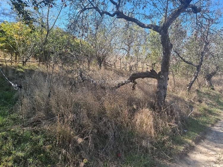 Teren 1300mp Strada Faget Sighet Intravilan!