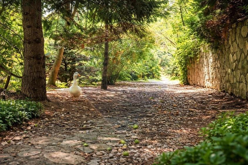 Vila la Lacul Snagov deschidere 21 ml,  ponton propriu - 13