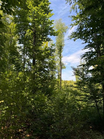 Vand teren cu padure in Vrancea comuna Racoasa. - 2