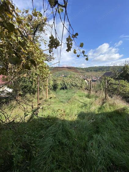 Casa cartier Mosnei - 8