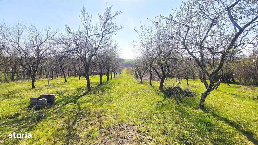 Casa cu 2 camere si livada | Teren 4.395 mp cu alee printre 70 de pomi - 10