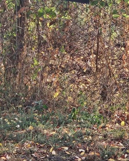 Covaci - Teren  Constructii  Case - 1