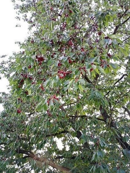 Teren intravilan Sopor - 4