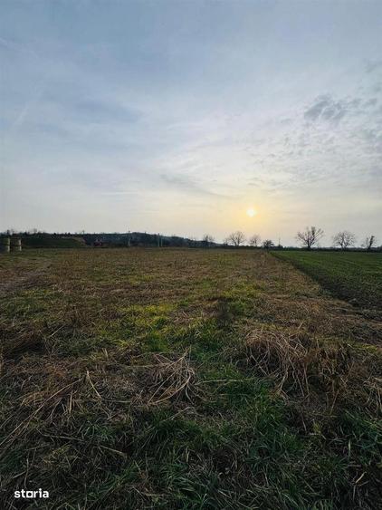 Teren intravilan 7620 mp la intrare in Diosig - 3