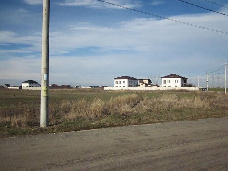 Domnesti-Narciselor - 7