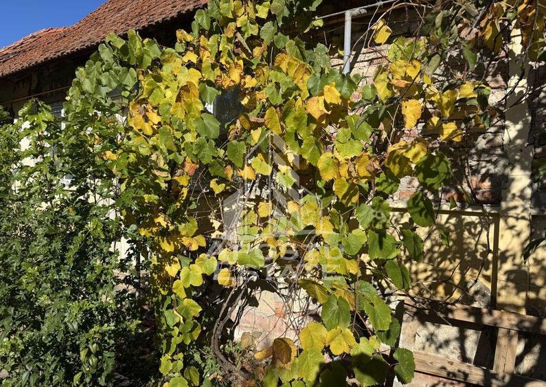 Casa veche in Recas cu teren generos de 1438 mp - 1