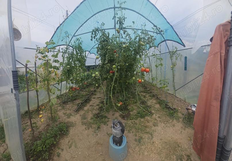 Gospodarie de vanzare in comuna Davide?ti, sat Voroveni. - 3