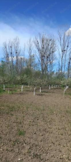 Casa de Vanzare in Osica de Sus - 2