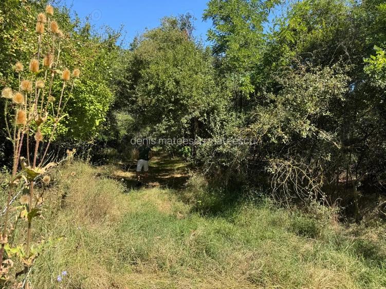 De inchiriat 29,5 ha padure cu lac 15 ha evenimente, pescuit DN Caracal-Alexandria De inchiriat 29,5 ha padure cu lac 15 ha evenimente, pescuit DN Caracal-Alexandria