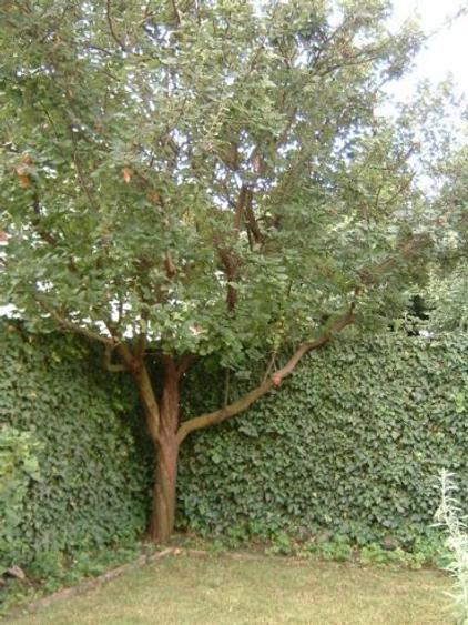 Casă cu 4 camere în Ferme - 7