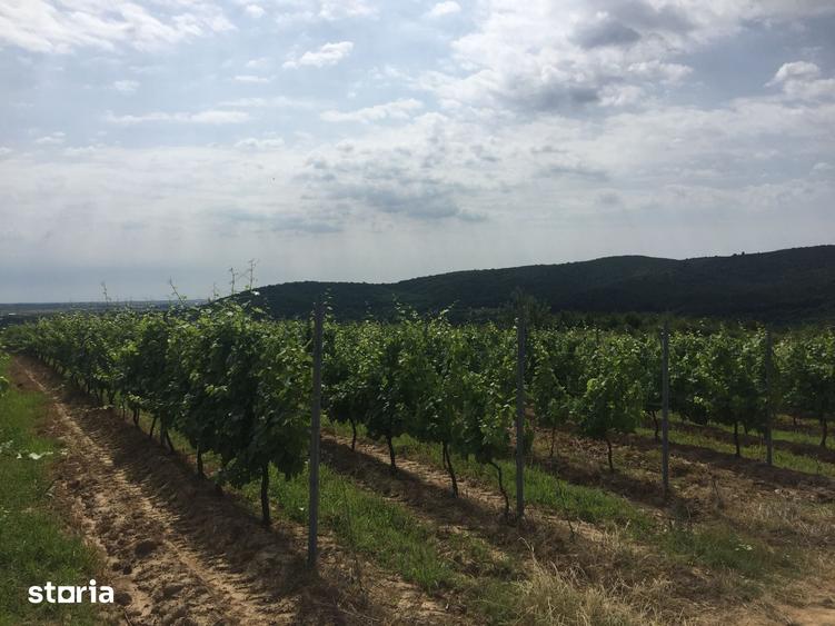 Investitie viticola - podgorie 65 ha si infrastructura productie vin - 1