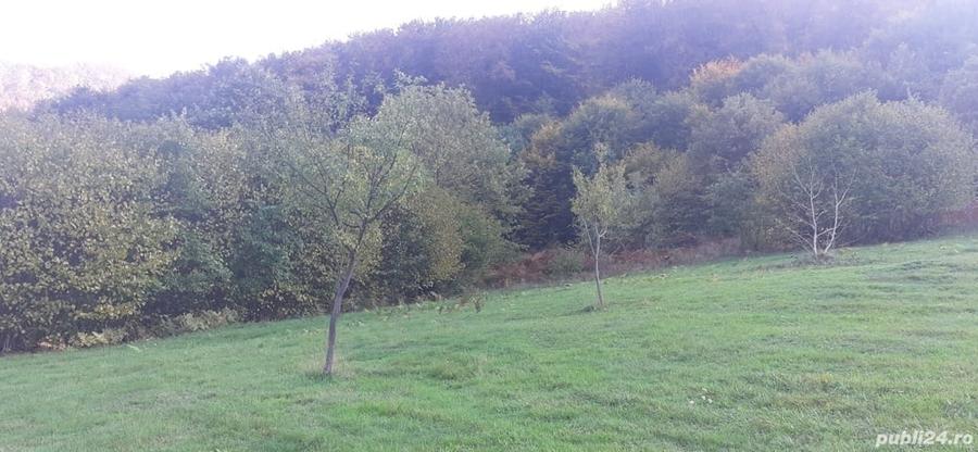 Teren de 3300 mp, în Dobra