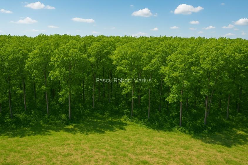 |Teren Corbeanca|Langa Padure|