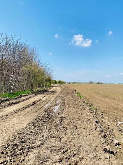 Vand teren extravilan 7800 mp in sat Lipia, com. Gruiu, jud. IF - 1