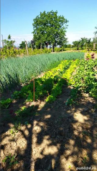 Casa Bogza Sihlea - 7