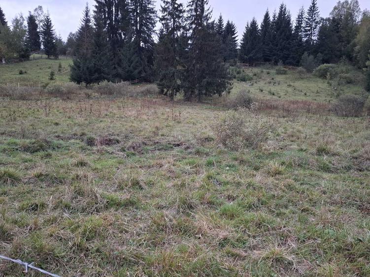 Vand teren, 7000 mp in localitatea Panaci, la 10 km de Vatra Dornei. - 1