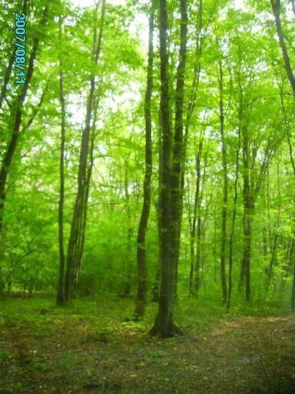 Vand teren 2 ha cu deschidere spre padure. - 5